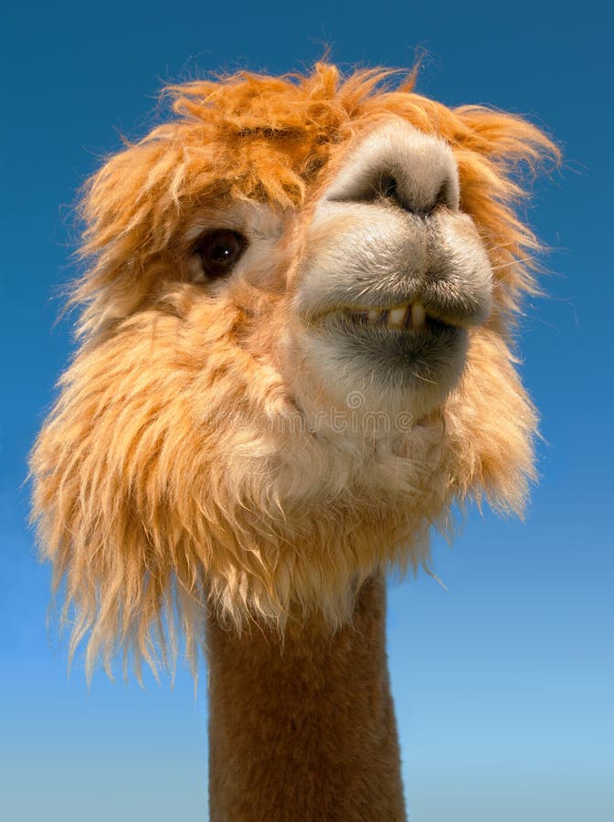 Grappig de tandenportret van de lamaalpaca royalty-vrije stock fotografie Grappig de tandenportret van de lamaalpaca royalty-vrije stock fotografie