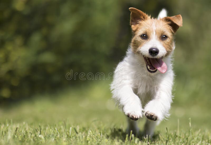 Grappig, gelukkig glimlachend gezelschapshondenpuppy die in het gras springt