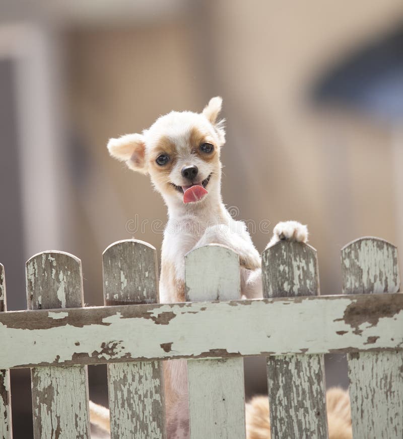 Grappig gezicht van pomeranian hond die houten omheining van huis beklimmen aan ou