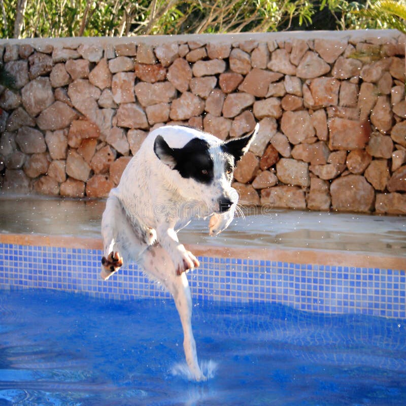 Humorous picture of a dog, captured in the moment when one extended paw hits the water in a pool. Humorous picture of a dog, captured in the moment when one extended paw hits the water in a pool.