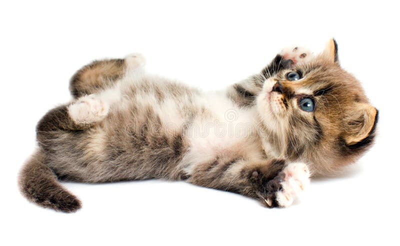 Grappig kitten stock foto