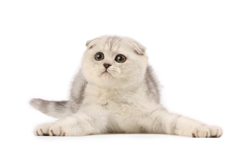 Grappig kitten royalty-vrije stock foto's