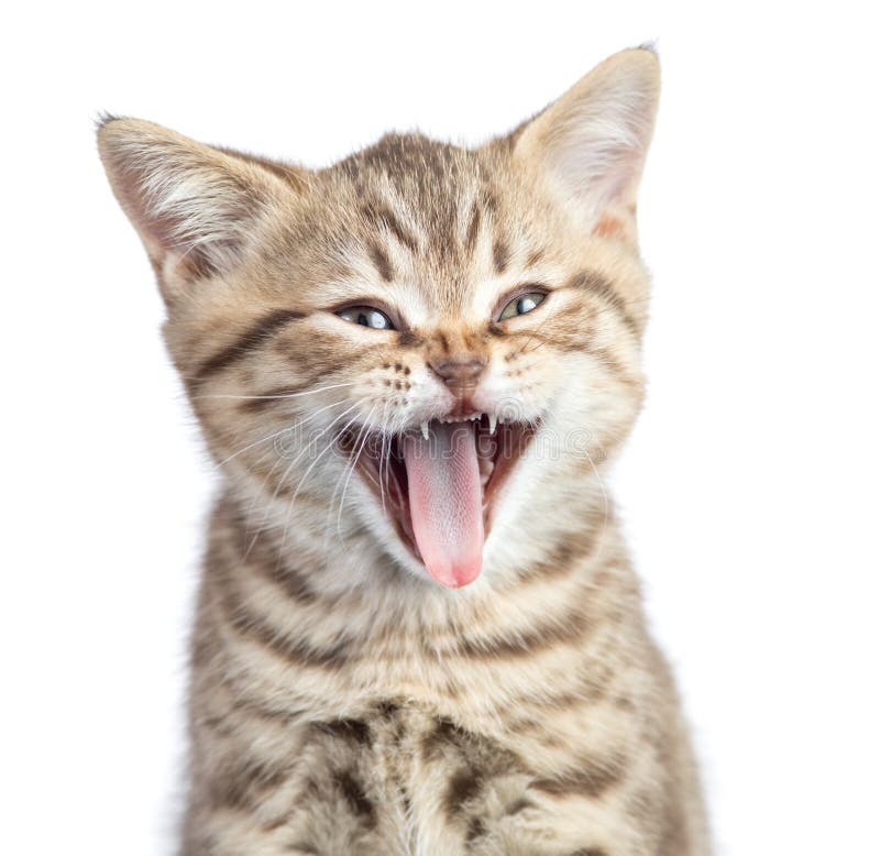 Grappig kattenportret die met open geïsoleerde mond geeuwen stock foto Grappig kattenportret die met open geïsoleerde mond geeuwen stock foto
