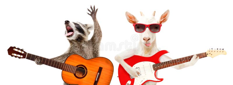 Grappig raccoon met akoestische gitaar en geit met elektrische gitaar