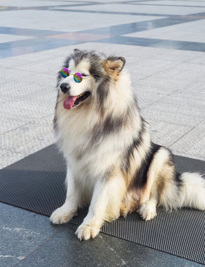 Funny Alaskan Malamute dog in sunglasses sitting in Vietnam, Da Lat. Funny Alaskan Malamute dog in sunglasses sitting in Vietnam, Da Lat.