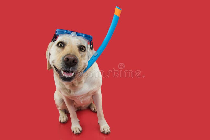 GRAPPIGE DE ZOMERhond E royalty-vrije stock afbeeldingen GRAPPIGE DE ZOMERhond E royalty-vrije stock afbeeldingen