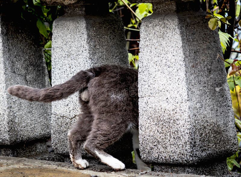 Grappige foto van kat die huid en zieken speelt, tussen de pijlers verborg en denkt dat niemand het kan zien Wij kunnen slechts b stock foto's Grappige foto van kat die huid en zieken speelt, tussen de pijlers verborg en denkt dat niemand het kan zien Wij kunnen slechts b stock foto's