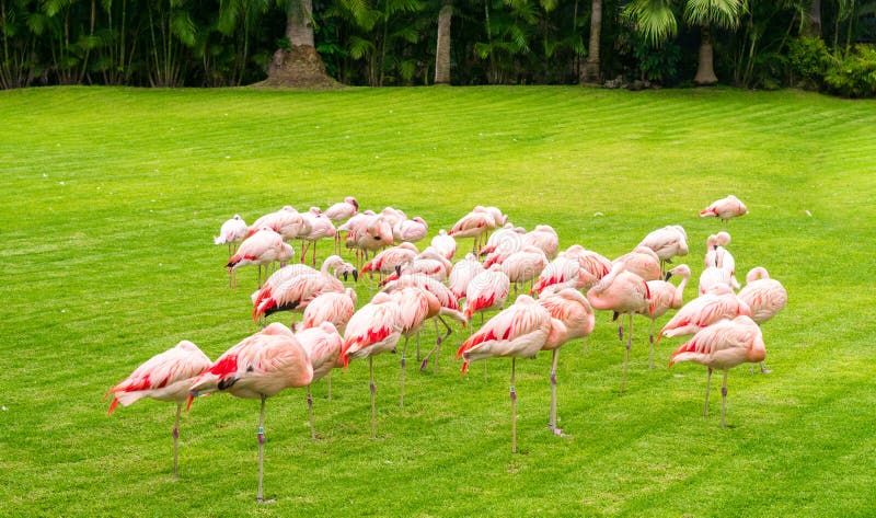 grappige groep flamingo's onder gras en palmen stock afbeelding grappige groep flamingo's onder gras en palmen stock afbeelding