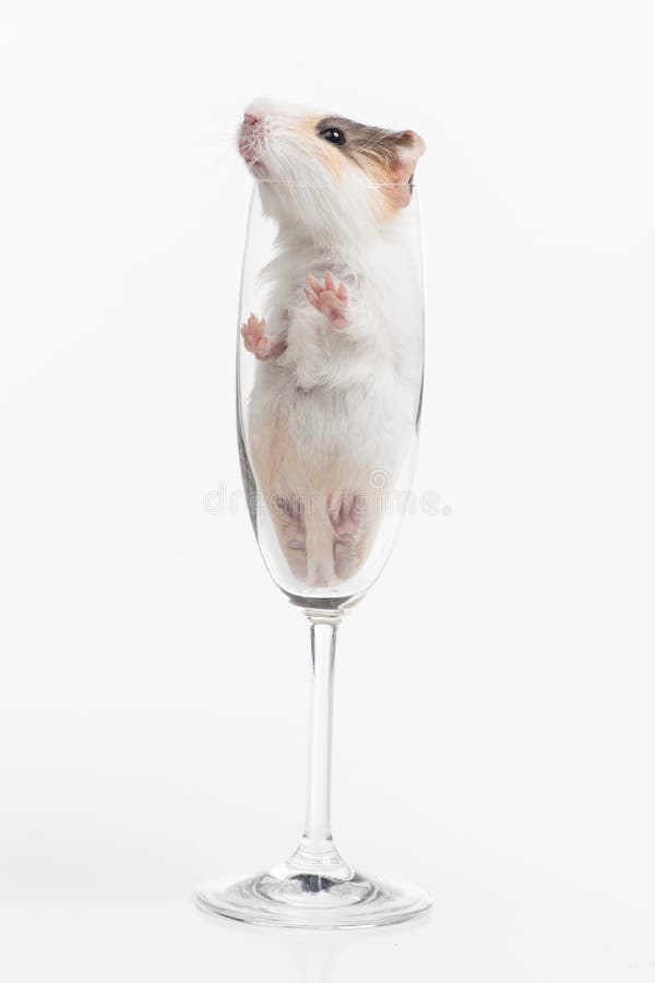 Grappige hamsterzitting in glas op witte achtergrond stock afbeelding Grappige hamsterzitting in glas op witte achtergrond stock afbeelding