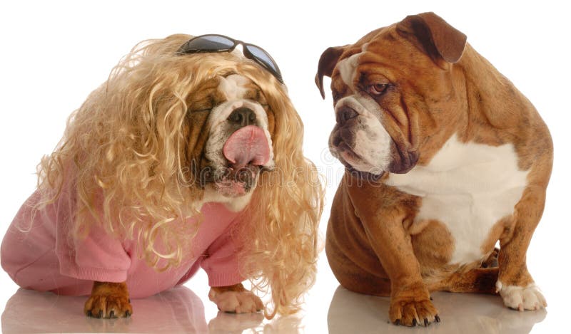 Puppy love - expressive english bulldog couple on white background. Puppy love - expressive english bulldog couple on white background