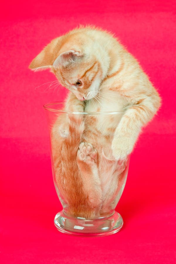 Grappige Kat stock foto's