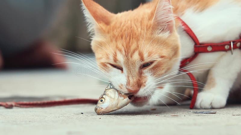 Grappige mooie verbazende leuke rode witte kat die in rode kraag verse vissen op de openlucht, zonnige de zomer goede dag eten