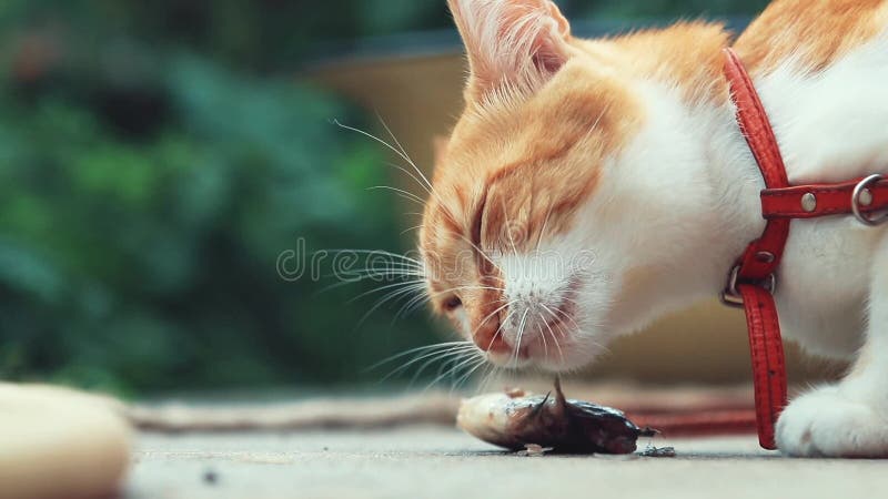 Grappige mooie verbazende leuke rode witte kat die in rode kraag verse vissen op de openlucht, zonnige de zomer goede dag eten