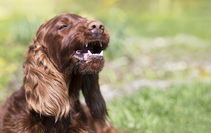 Grappige ontschorsende huisdierenhond die zijn tanden tonen stock foto Grappige ontschorsende huisdierenhond die zijn tanden tonen stock foto