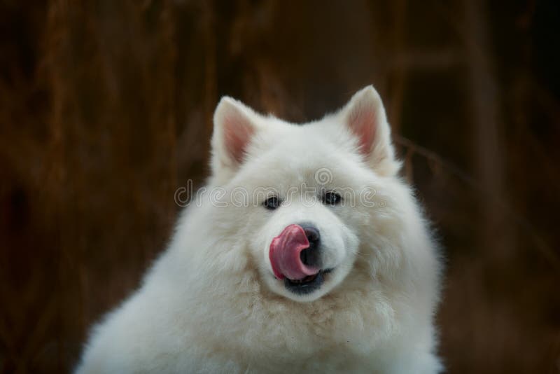 Samoyed white fluffy dog funny portrait with tongue. Samoyed white fluffy dog funny portrait with tongue