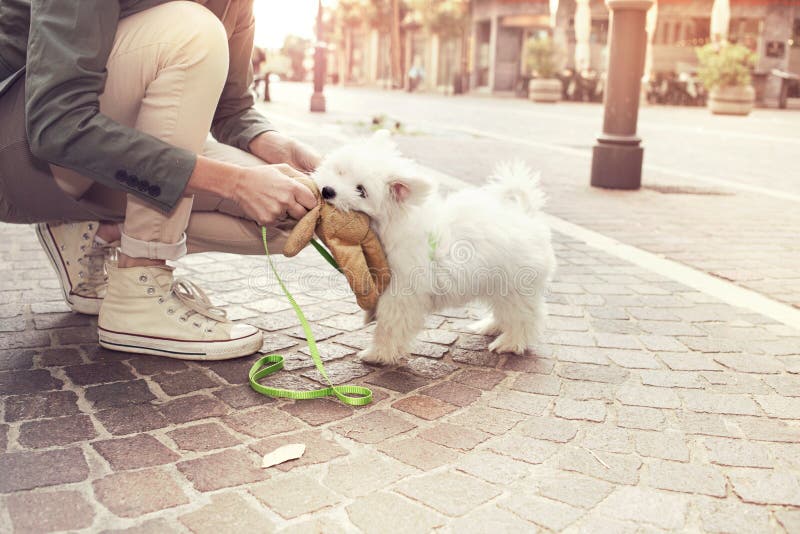 Grappige puppyspelen met zijn eigenaar in stedelijke plaats stock foto's Grappige puppyspelen met zijn eigenaar in stedelijke plaats stock foto's