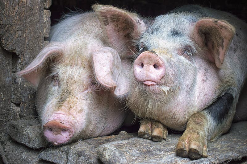 Grappige roze varkens in de box royalty-vrije stock afbeelding Grappige roze varkens in de box royalty-vrije stock afbeelding