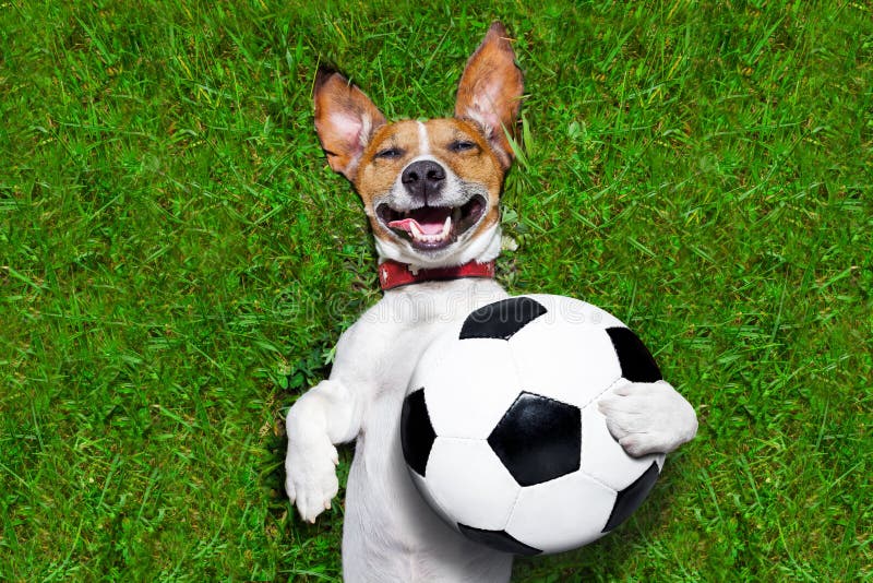 Grappige Het Voetbalhond Van Brazilië Stock Afbeelding - Image Of Voetbal, Brazilië: 42092523