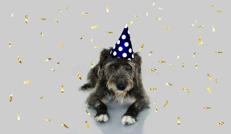 GRAPPIGE ZWARTE HOND DIE EEN VERJAARDAG OF EEN NIEUWJAAR MET HET BLAUWE EN WITTE DE HOED VAN DE STIPpartij LIGGEN VIEREN Geïsolee royalty-vrije stock foto's GRAPPIGE ZWARTE HOND DIE EEN VERJAARDAG OF EEN NIEUWJAAR MET HET BLAUWE EN WITTE DE HOED VAN DE STIPpartij LIGGEN VIEREN Geïsolee royalty-vrije stock foto's