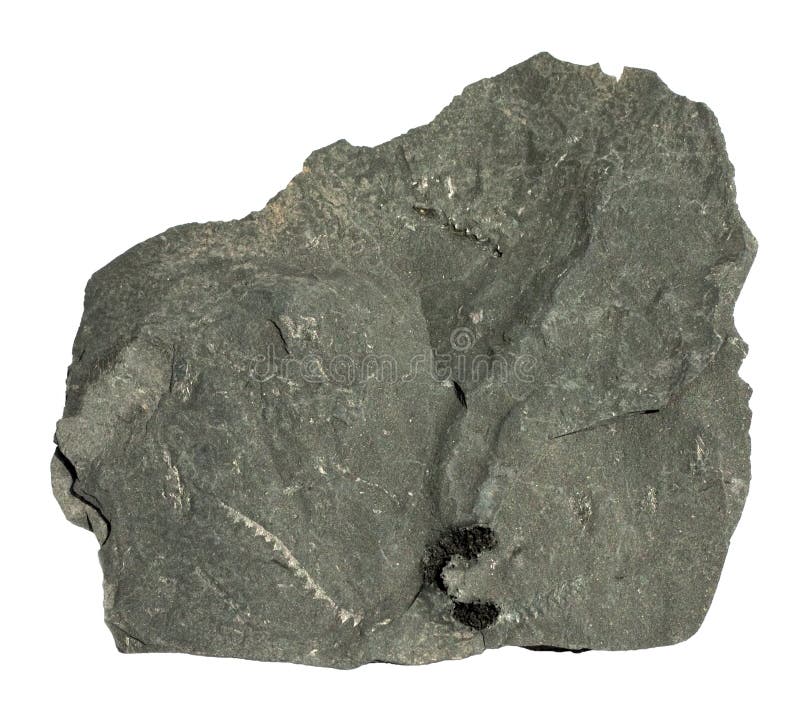 Graptolite fossils on black schist from the Oslo region (400 million years old).