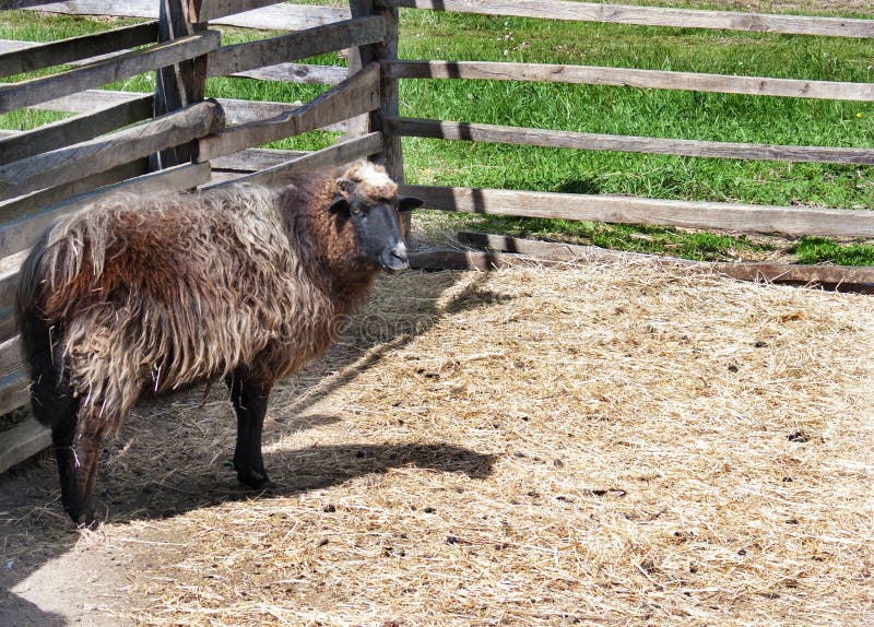 Gras de consommation de moutons noirs et moutons blancs blating photos stock Gras de consommation de moutons noirs et moutons blancs blating photos stock