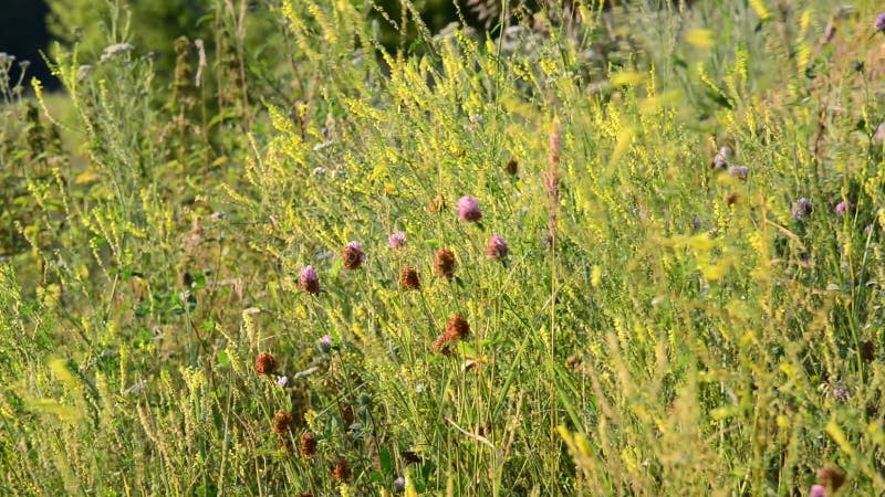 Gras in het steppeclose-up