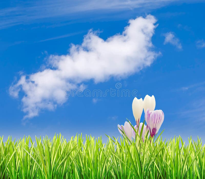 Gras met krokussen en blauwe lucht royalty-vrije stock foto