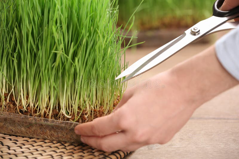 Gras van de vrouwen het knipsel ontsproten tarwe met schaar bij lijst royalty-vrije stock afbeeldingen Gras van de vrouwen het knipsel ontsproten tarwe met schaar bij lijst royalty-vrije stock afbeeldingen
