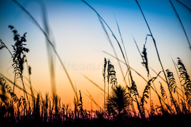 Gras in zonsondergang royalty-vrije stock afbeeldingen Gras in zonsondergang royalty-vrije stock afbeeldingen