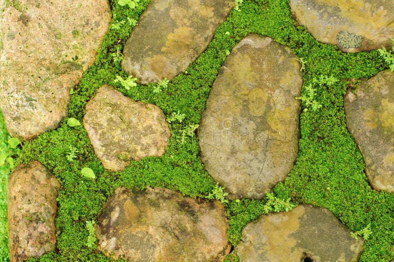 Download Gras zwischen Steinen stockbild. Bild von garten, grün - 26359489