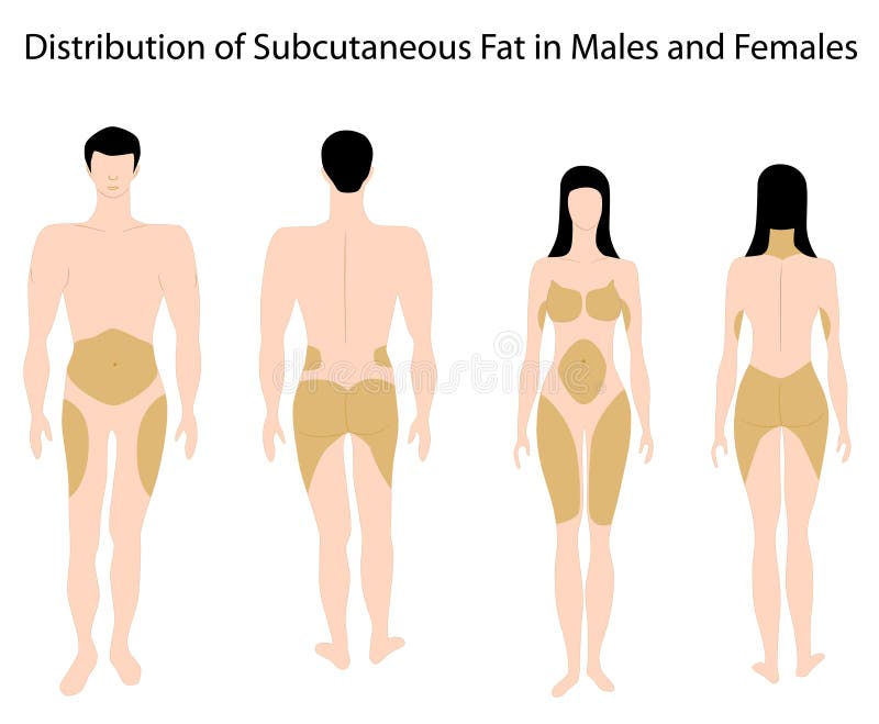 Diagram of distribution of subcutaneous fat in men and women, eps8. Diagram of distribution of subcutaneous fat in men and women, eps8