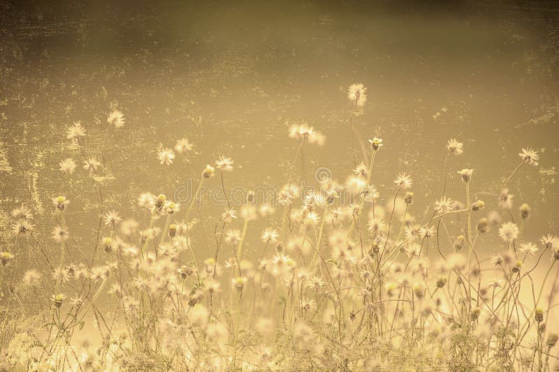 Grasbloem stock fotografie