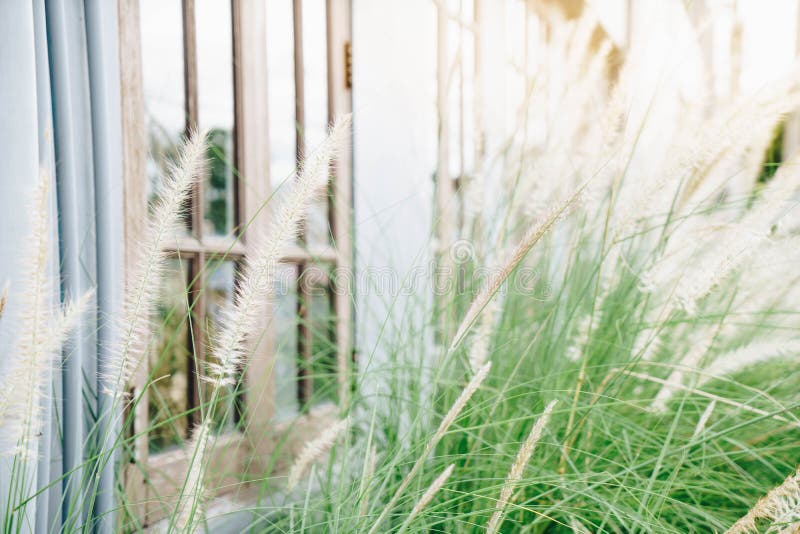 Grasbloem naast huis stock afbeeldingen