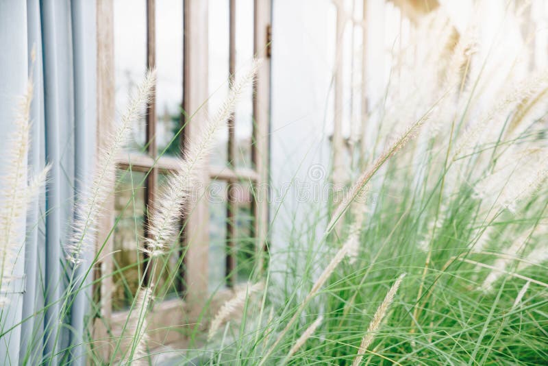 Grasbloem naast huis stock afbeeldingen