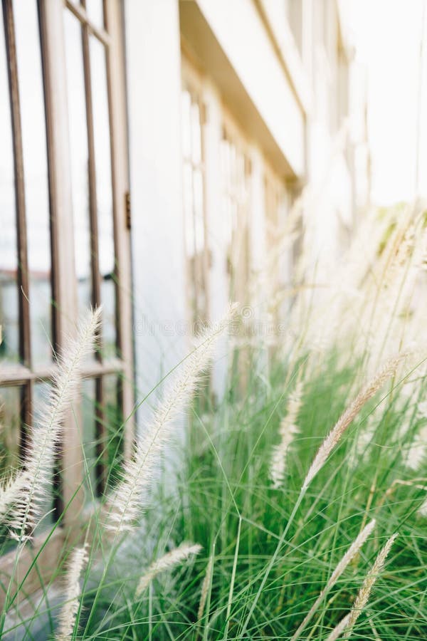 Grasbloem naast huis stock foto's