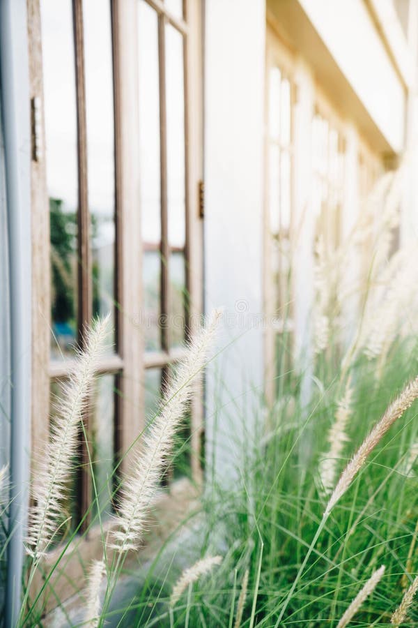 Grasbloem naast huis royalty-vrije stock afbeelding