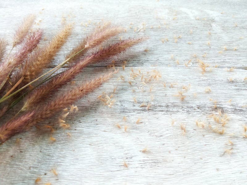 Grasbloem op witte houten achtergrond royalty-vrije stock afbeelding