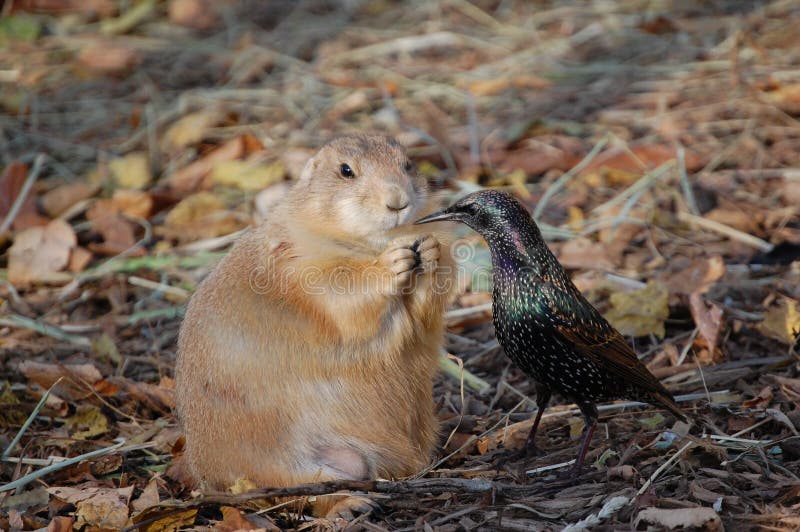 This prairie dog was trying his hardest to keep his food from the persistent starling. A similar image with the bird flying was not approved by dreamstime. Contact author for more info. This prairie dog was trying his hardest to keep his food from the persistent starling. A similar image with the bird flying was not approved by dreamstime. Contact author for more info.
