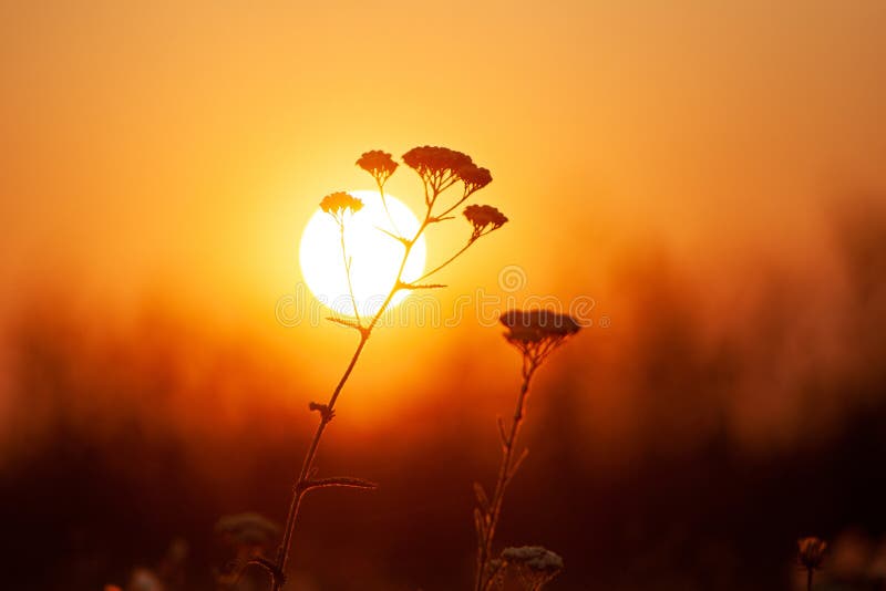 Grasnahaufnahme gegen orange untergehende Sonne Flache Sch?rfentiefe, getontes Bild stockfotos Grasnahaufnahme gegen orange untergehende Sonne Flache Sch?rfentiefe, getontes Bild stockfotos