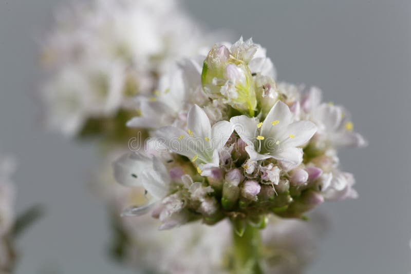 Grasnelken Armeria Maritima Stockbild Bild Von Gras Flora 91520957