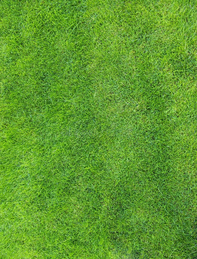 Grass