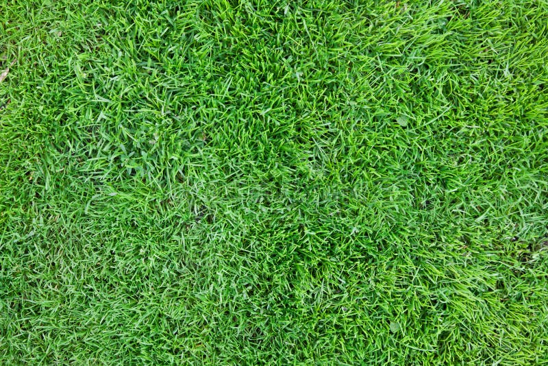 Grass