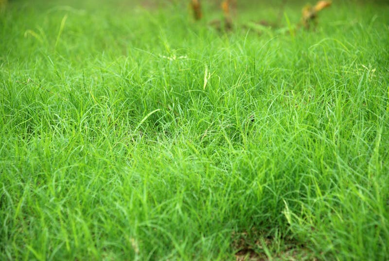 Grass royalty free stock photography