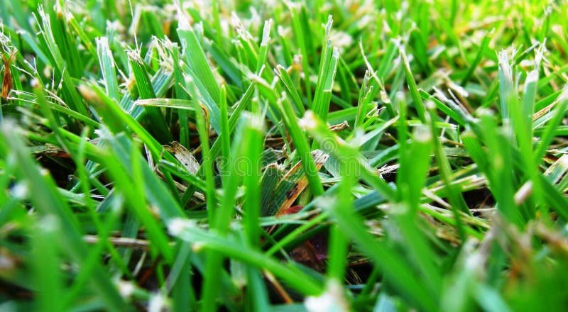 Grass stock photo
