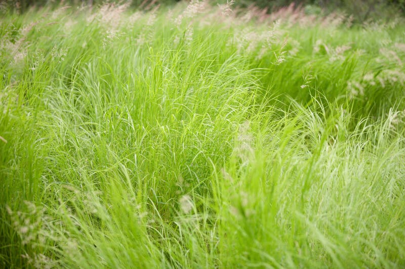 Grass royalty free stock photography