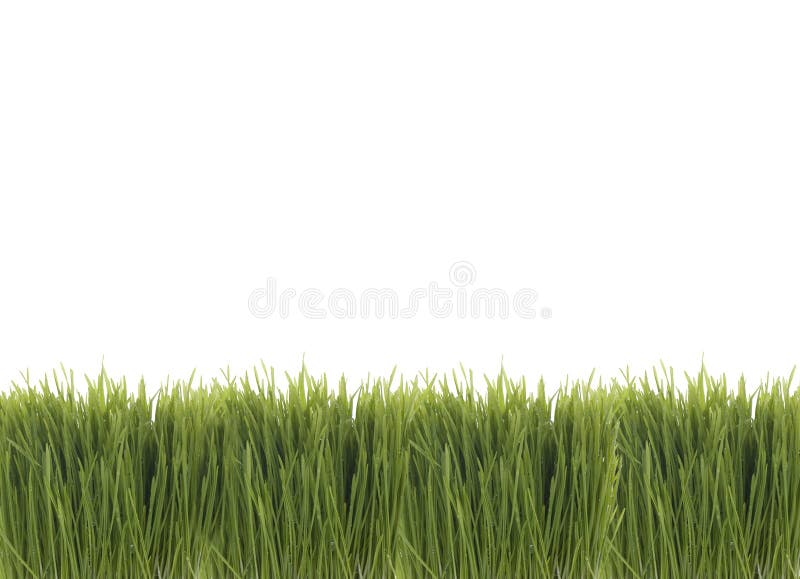 Grass