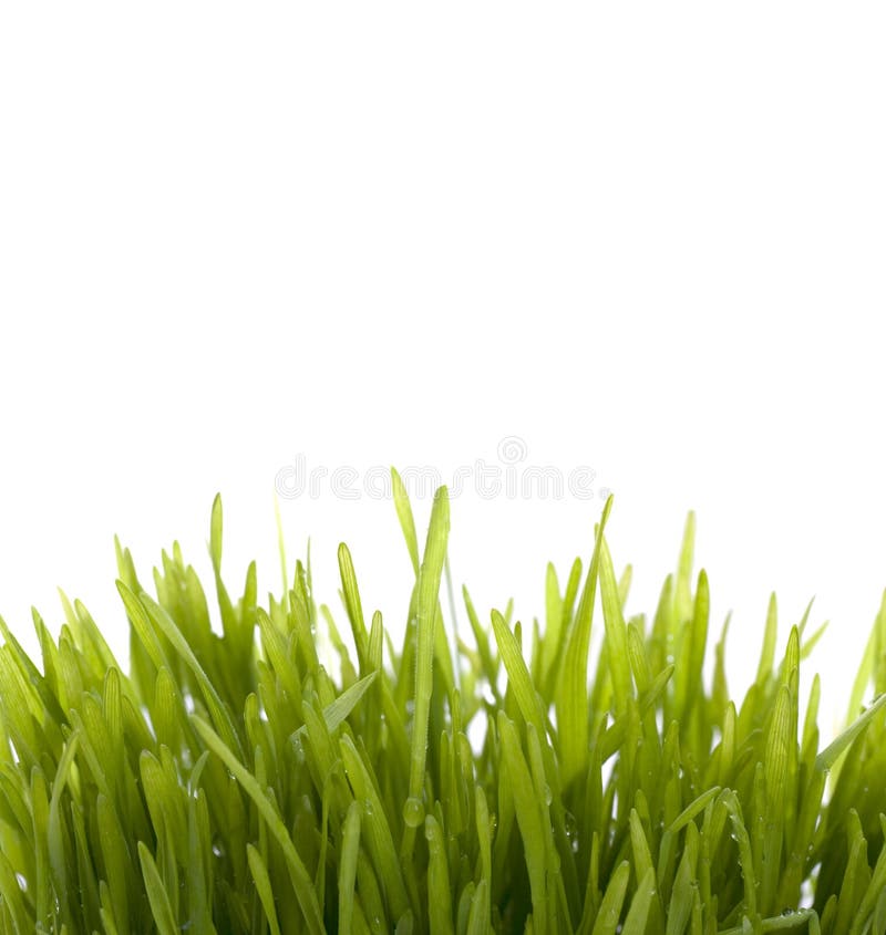 Grass