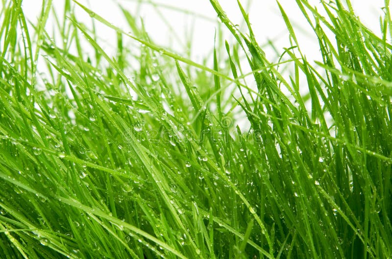 Grass