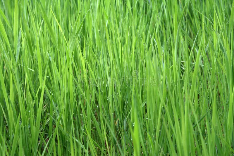 Grass stock photography