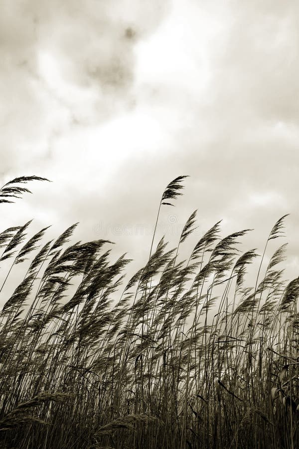 Grass against sky in sepia